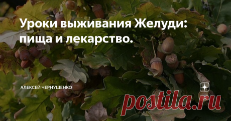 Уроки выживания Желуди: пища и лекарство. Дуб в большой чести у славян испокон веков. В языческие времена это мощное дерево было посвящено богу молнии и грома – Перуну. Под мощными кронами дуба свершались жертвоприношения и суды, проходили военные советы, разрешались все важнейшие вопросы. Любимое и почитаемое растение окружено легендами и мифами, воспето в песнях и стихах, наделено высокими эпитетами...
"Кофе" из желудей
Собирать нужно