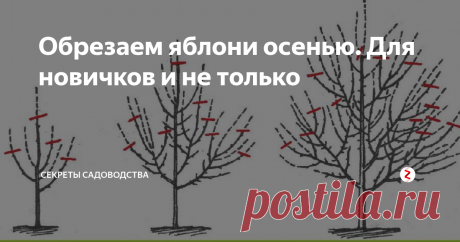 Обрезаем яблони осенью. Для новичков и не только Хотите получить большой урожай яблок на следующий год? Прочитайте статью и постарайтесь следовать рекомендациям