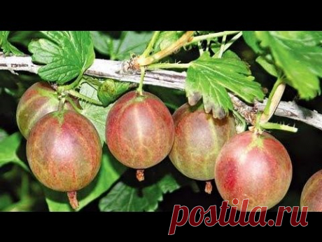 Обрезка крыжовника весной