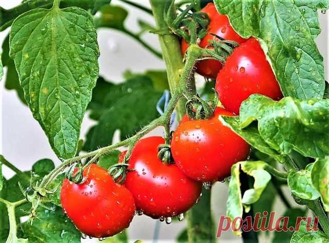 Фитофтороз томатов Огород Сад - Журнал полезных советов