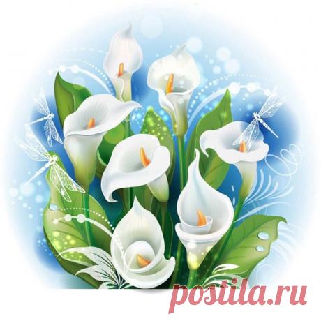 Цветы каллы с поздравлениями Интересные идеи оригинальных подарков к праздникам и другим памятным событиям на сайте &quot;Что подарить?&quot;