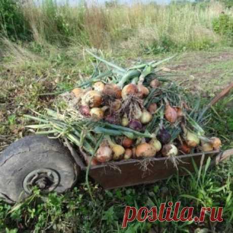 Выращиваем лук. Практические советы.