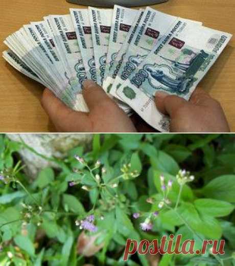 Семнадцать самых недооцененных лекарственных растений - MixedNews.ru