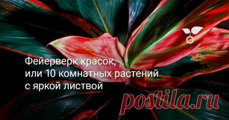 Фейерверк красок, или 10 комнатных растений с яркой листвой — Ботаничка В холодные зимние месяцы наличие «горшечных джунглей» в помещении может стать очень приятным бонусом. В дополнение к ощущению свежести, которое растения привносят в ваш дом, они могут быть отличным способом добавить ярких красок к интерьеру. Мы подобрали для вас 10 комнатных растений с самой красивой разноцветной листвой.