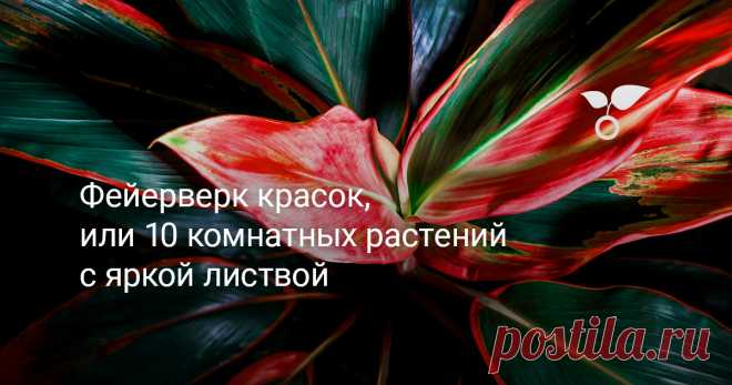 Фейерверк красок, или 10 комнатных растений с яркой листвой — Ботаничка В холодные зимние месяцы наличие «горшечных джунглей» в помещении может стать очень приятным бонусом. В дополнение к ощущению свежести, которое растения привносят в ваш дом, они могут быть отличным способом добавить ярких красок к интерьеру. Мы подобрали для вас 10 комнатных растений с самой красивой разноцветной листвой.