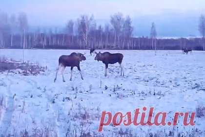 «Танцующие» лоси на российском поле попали на видео. На российском поле заметили пару «танцующих» лосей. Случившееся в природном заказнике «Аллапы» в Омской области попало на видео, ролик опубликовало региональное правительство. На кадрах видно, как двое животных кружатся на месте, вероятно, намереваясь вступить в схватку.
