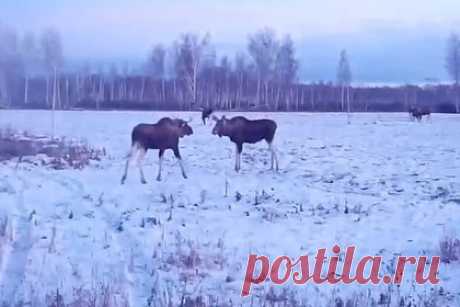 «Танцующие» лоси на российском поле попали на видео. На российском поле заметили пару «танцующих» лосей. Случившееся в природном заказнике «Аллапы» в Омской области попало на видео, ролик опубликовало региональное правительство. На кадрах видно, как двое животных кружатся на месте, вероятно, намереваясь вступить в схватку.