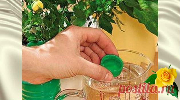 7 натуральных подкормок для цветущего сада на подоконнике — Калейдоскоп чудес