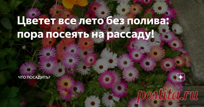 Цветет все лето без полива: пора посеять на рассаду! Красиво и обильно цветущая ромашка из Юго-Восточной Африки станет интересным акцентом в ваших ландшафтных композициях. Ее яркие разноцветные цветы, будто рассыпанные щедрой рукой, укрывают коротенькие кустики так, что и листочков не видать. Потрясающе красиво!
Цветет мезембриантемум все лето до самых морозов. Название 