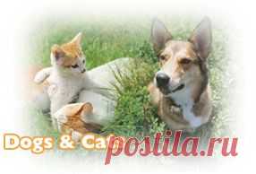 Zoologix: PCR testing for animals