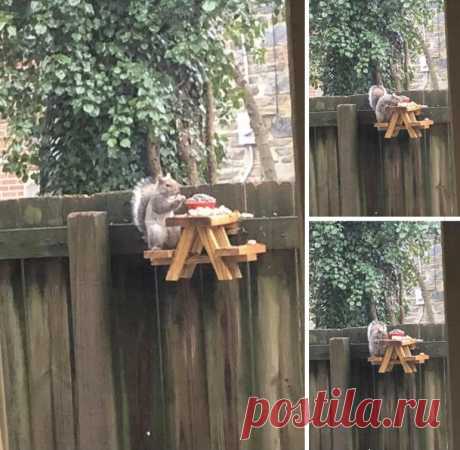 尺ㄚ卂几 on Twitter “day #? of quarantine: made a picnic table for the squirrels stay tuned for some great pictures within the next couple days”