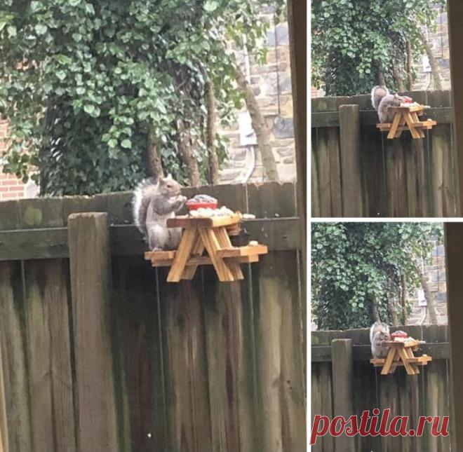 尺ㄚ卂几 on Twitter “day #? of quarantine: made a picnic table for the squirrels stay tuned for some great pictures within the next couple days”