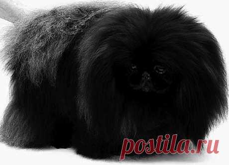 питомник WILFREDO  мои черные пекинесы.
