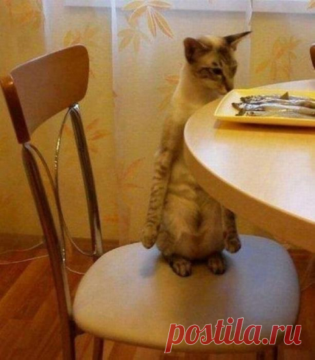 Лапками не трогать)