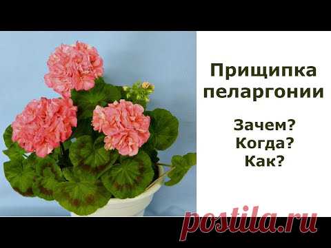 Прищипка пеларгоний