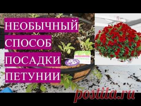 Пикировка Петунии. Необычный, Очень Красивый Способ Посадки Петунии.