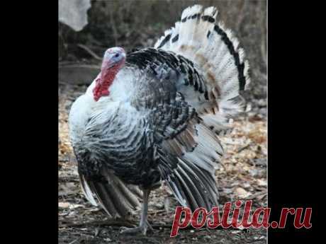 У нас появились индюки. Натуральное разведение индюков, с чего начать ?