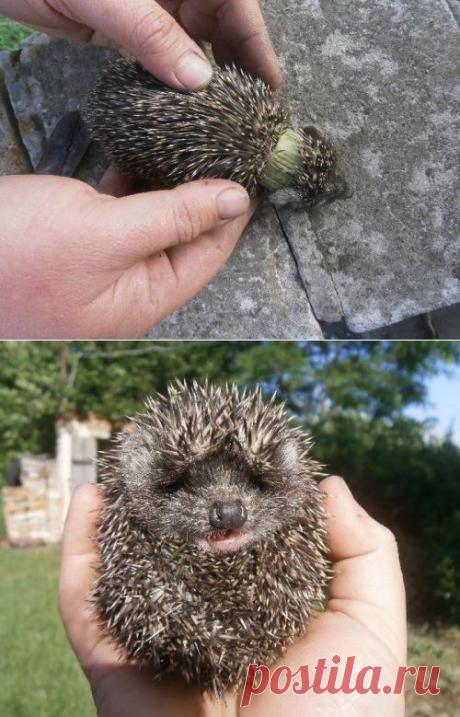 Маленького ёжика спасли от мучительной смерти (5 фото) | Это интересно - забавные новости