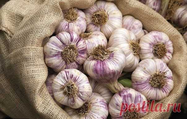 Чесночная шелуха продлевает молодость кожи!
