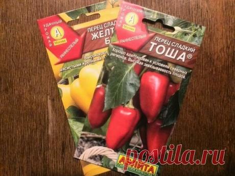 5 ошибок огородников при посеве семян перца на рассаду