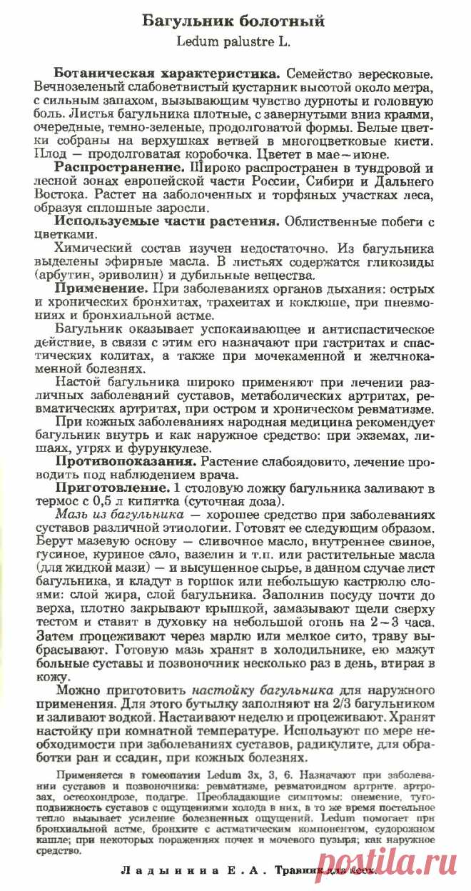 Багульник болотный