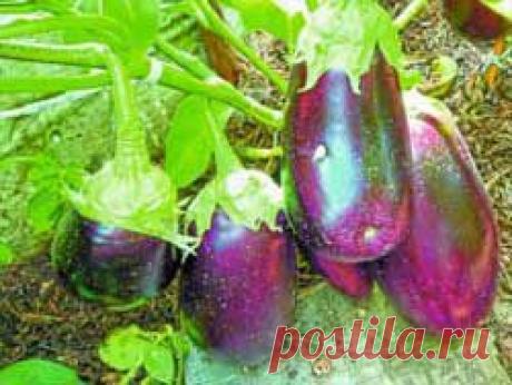 Как правильно ухаживать за баклажанами, томатами и кабачками - Свое хозяйство * - Сборник - Познавательный Интернет-журнал "Умеха - мир самоделок"