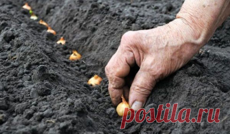 Выращивание репчатого лука: советы огородников