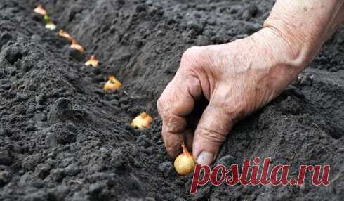 Выращивание репчатого лука: советы огородников