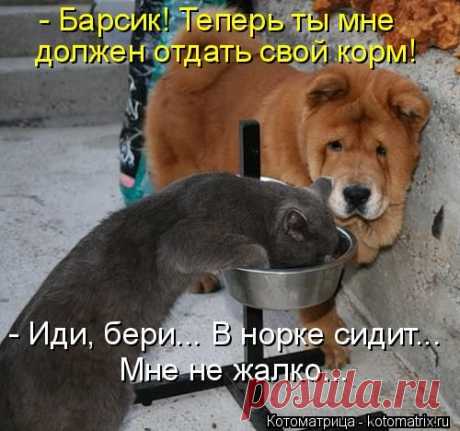 Котоматрица: - Барсик! Теперь ты мне должен отдать свой корм! - Иди, бери... В норке сидит...
