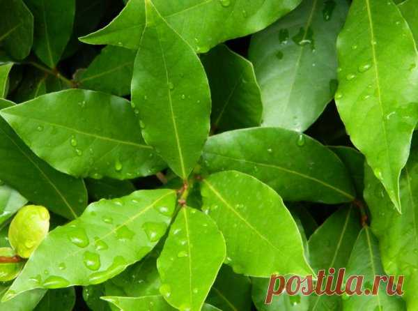 Как размножить лавр черенками, все что нужно знать садоводу-любителю