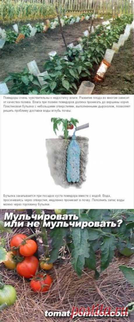 О&quot;ЛЕЖАЧИХ&quot; ПОМИДОРАХ, МУЛЬЧЕ И ПОЛИВЕ | Самоцветик