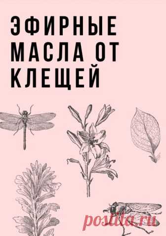 Рецепты и статьи :: Ароматерапия :: Эфирные масла против клещей