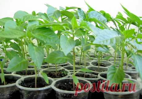 Что я кладу в стаканчики при выращивании рассады болгарского перца и обхожусь без подкормок до высадки на постоянное место | Записки огородницы | Яндекс Дзен