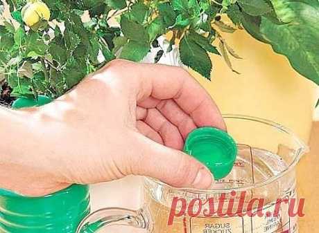 Одноклассники Нашатырь от вредителей дома и на даче.