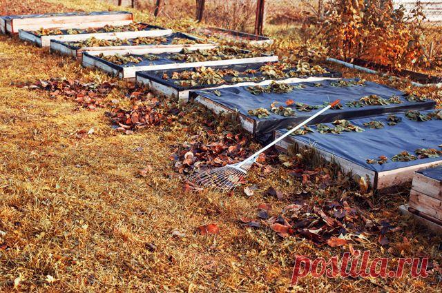 Семена - в промерзшую землю. Как правильно засеять огород осенью? Опытные огородники уже в ноябре не теряют время и засевают часть огородных грядок семенами, рассчитывая на ранние и дружные весенние всходы.