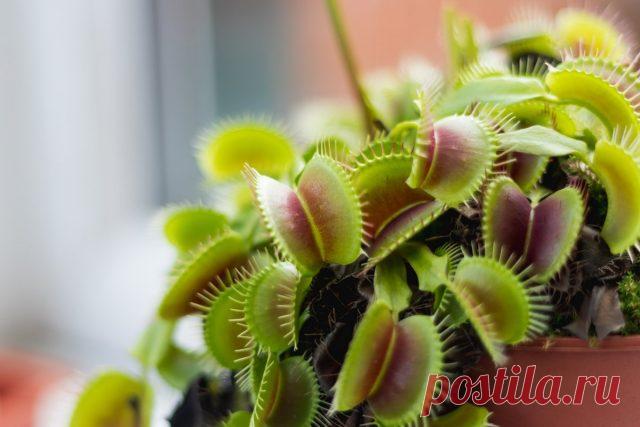 Венерина мухоловка — растение-хищник на подоконнике