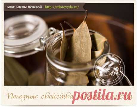 El caldo del laurel para la belleza y la salud. Discusión en LiveInternet - Servicio de Diarios en línea de Rusia