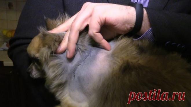 СПАСЛИ ЧИХУА-ХУА, РАССТРЕЛЯННУЮ ЖИВОДЁРАМИ ИЗ ПНЕВМАТИКИ — Лап-Ушки.com — любимые животные