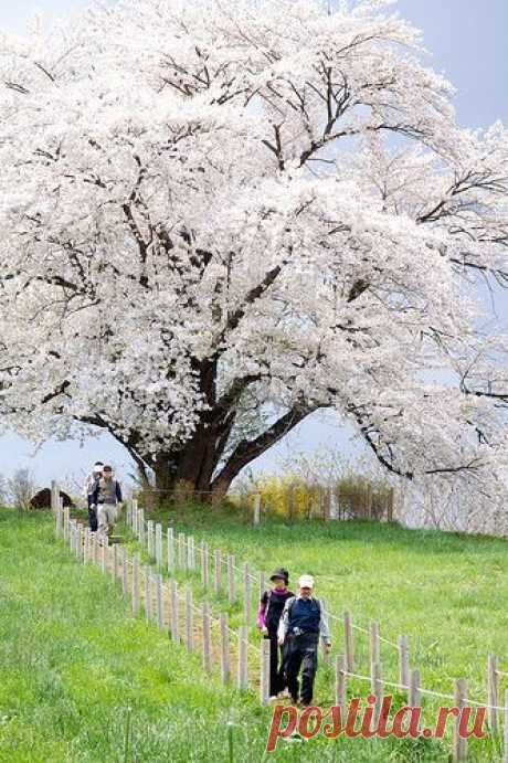 The Great Cherry Tree, Hachimantai, Japan | Kimberly Marie приколол(а) это к доске Japan