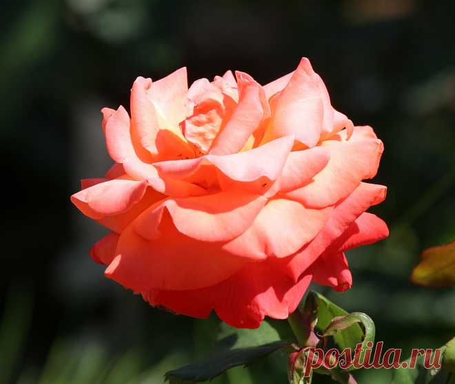 s-14022.jpg (2629×2224)