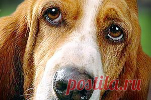 Точка зрения собак | Энциклопедия Кругосвет
Они внимательно смотрят на окружающий мир и на нас. Иногда нам кажется, что они видят даже нечто большее, чем мы. Возможно... Но каков он на самом деле, мир – глазами вашей собаки?