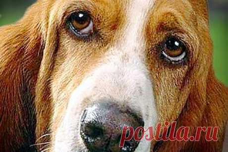 Точка зрения собак | Энциклопедия Кругосвет
Они внимательно смотрят на окружающий мир и на нас. Иногда нам кажется, что они видят даже нечто большее, чем мы. Возможно... Но каков он на самом деле, мир – глазами вашей собаки?