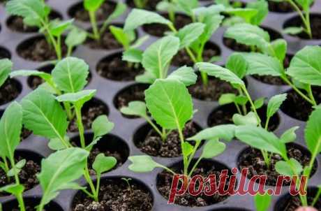 Рассада капусты никогда не заболеет черной ножкой: 4 простых правила агротехники | Эксперт по огороду | Яндекс Дзен