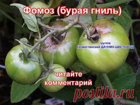 САД, ОГОРОД, ДАЧА, ЦВЕТЫ - МОЁ ХОББИ – Ольга Лаврентьева (Жукова) добавила фотографию в альбом 36. ТОМАТЫ. УКАЗЫВАЙТЕ СОРТ. (См. тему...