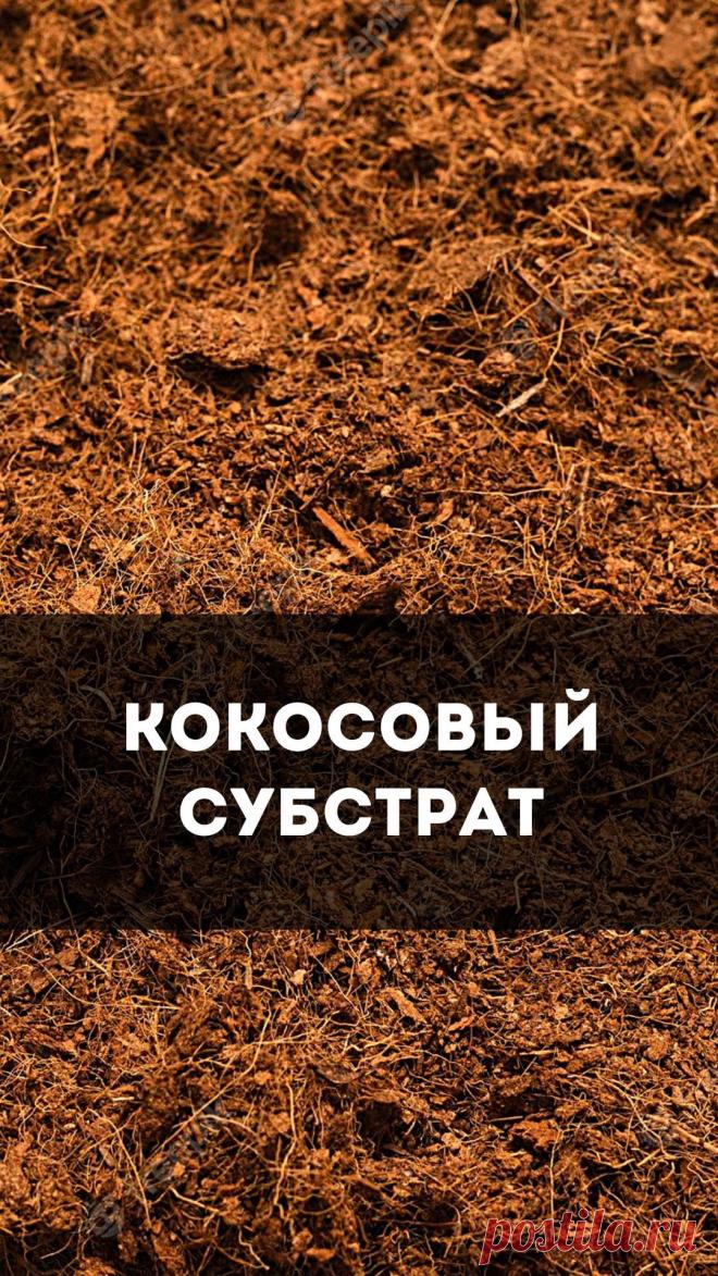 Выращивание клубники на кокосовом субстрате. 
#саженцы #фриго #фригоземляника #выращивание #выращиваниеклубники #гидропоника #теплицакз #открытыйгрунт #казахстан #кыргыстан #узбекистан #субстрат #кокосовыйсубстрат #земляникасадовая #клубника🍓