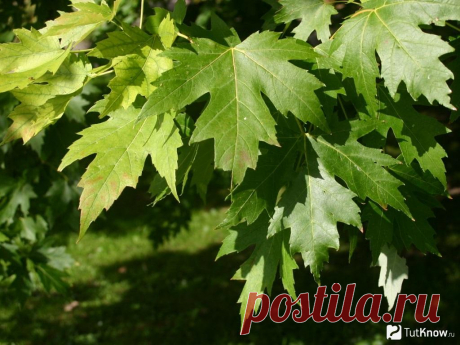 Картинки клена (38 фото) ⭐ Забавник