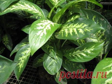 6 растений, которые не стоит держать дома | РОЗЫ