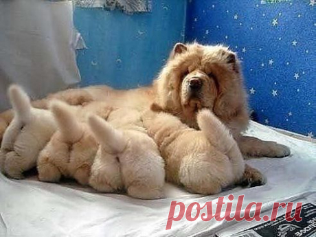 опачки! какие попочки)