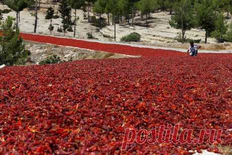 Возле Одессы на турецком судне произошел бунт - Новости Событий - Новости Mail.Ru