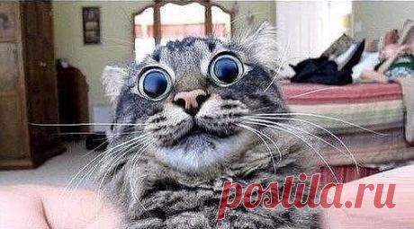 — Мне, пожалуйста, успокоительного. 
— Вам в каплях или в таблетках? 
— Не беси меня !!!